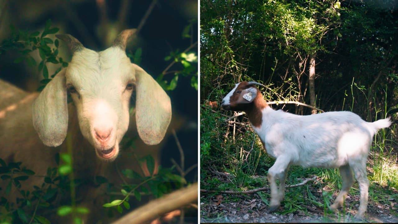 Dallas reemplaza podadoras con cabras para combatir el cambio climático