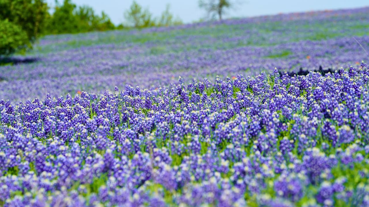 Dónde ver los mejores campos de bluebonnets en el norte de Texas y tomar la foto perfecta de primavera