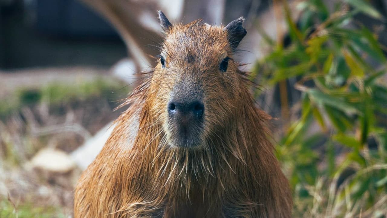 Guía completa para visitar el Zoológico de Dallas este verano (¡y ahorrar mucho!)