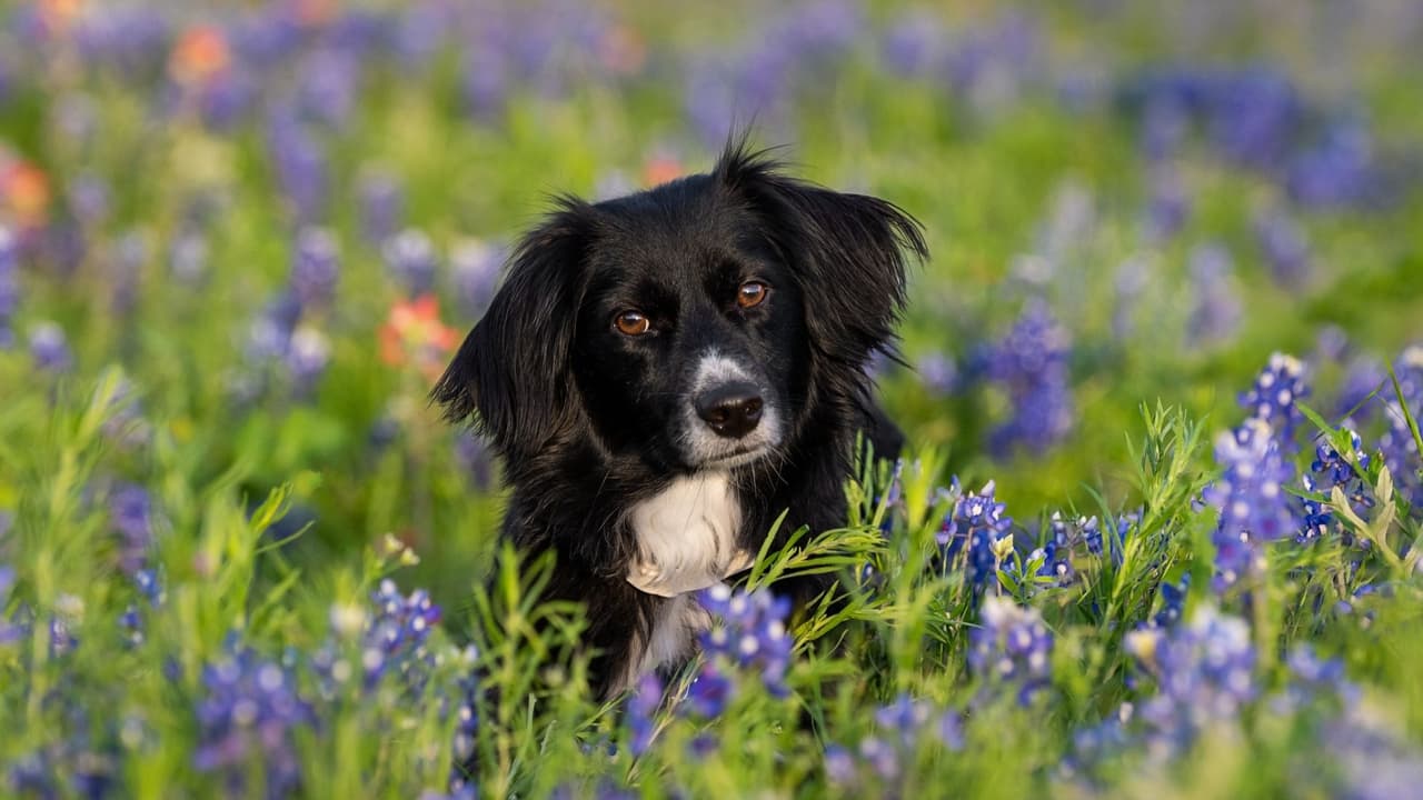 Dónde ver los mejores campos de bluebonnets en el norte de Texas y tomar la foto perfecta de primavera