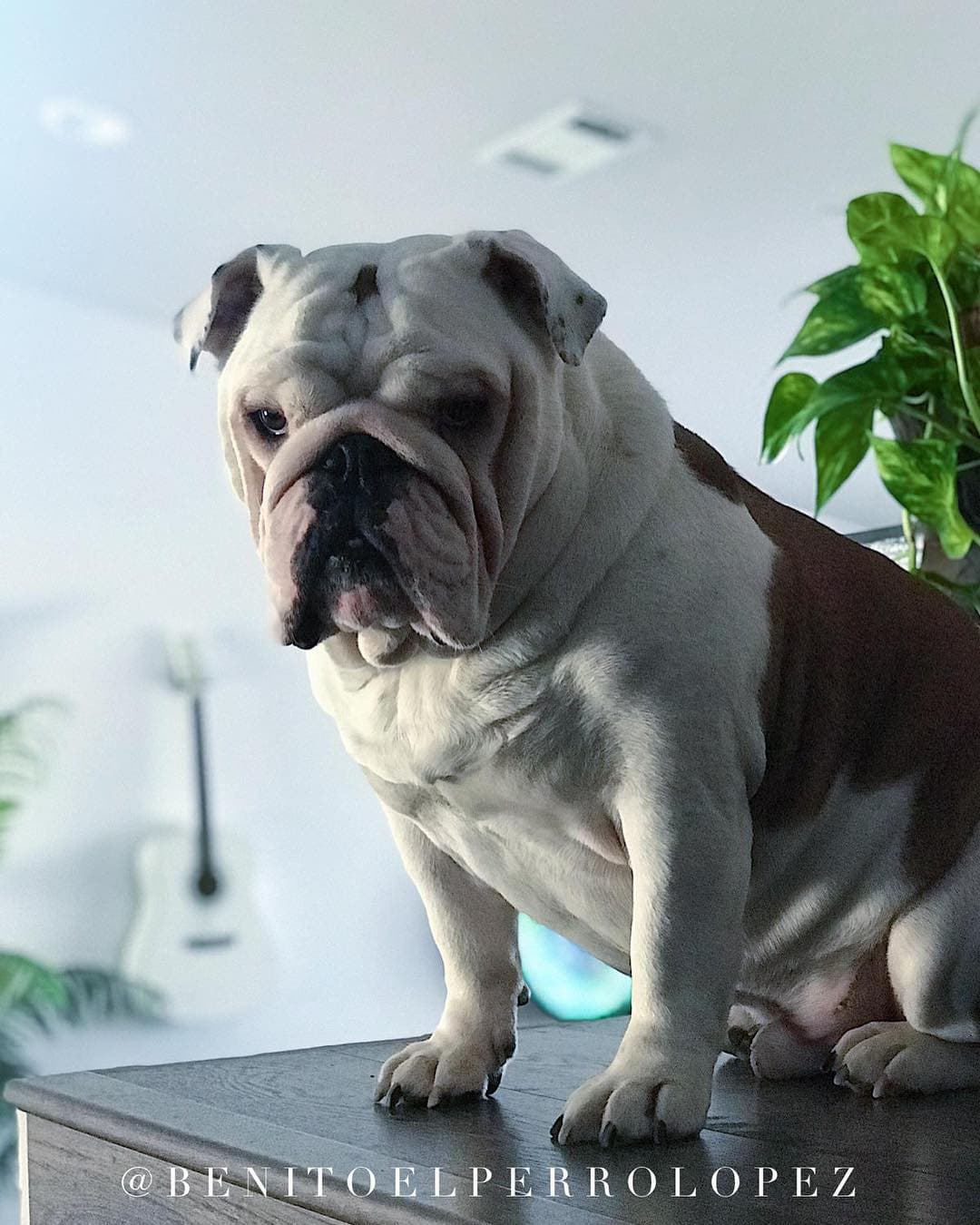 "Benito El Perro López", así es como se llama esta bella mascota de el cantante "El Dasa".