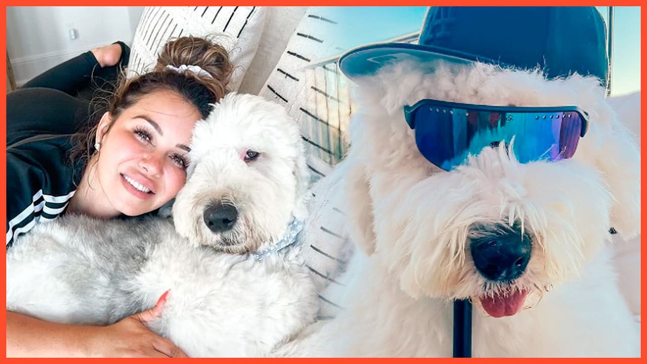 Pancho Marin, el antiguo pastor inglés de Chiquis Rivera que es influencer