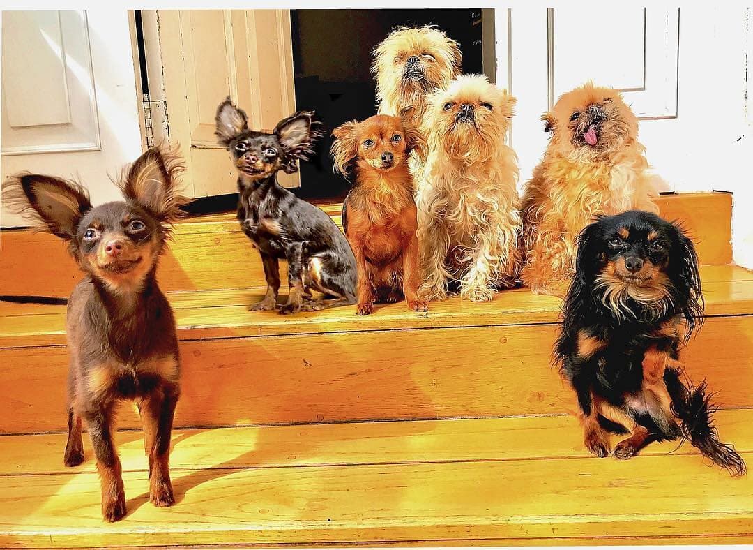 Maribel Guardia siempre ha sido una amante de los perros y con este mensaje demuestra su amor por todos. "Estos 7 perritos llegaron a llenar mi vida de amor. Miradas de adoración cuando estoy con ellos y de tristeza cuando me voy", se lee en el mensaje de la publicación.
