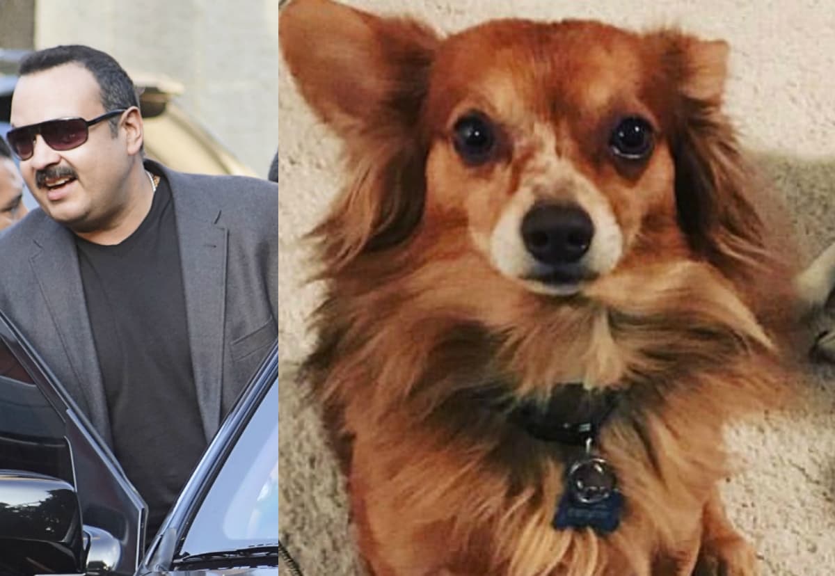 La mascota de Pepe Aguilar perdió la vida en un aeropuerto