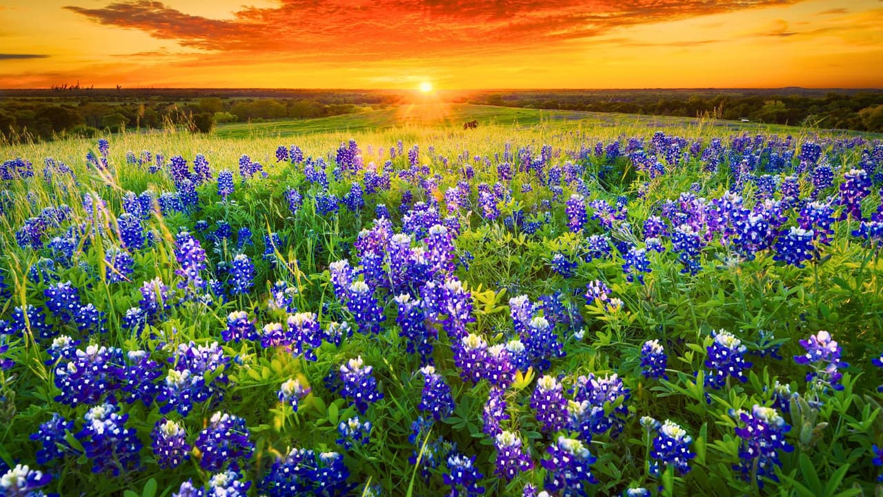 Dónde ver los mejores campos de bluebonnets en el norte de Texas y tomar la foto perfecta de primavera