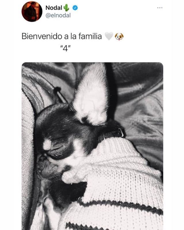 Belinda. Christian Nodal sorprendió a su novia al obsequiarle al pequeño "4", un chihuahua de color negro.