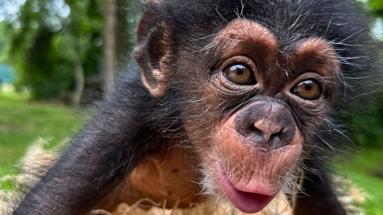 Guía completa para visitar el Zoológico de Dallas este verano (¡y ahorrar mucho!)
