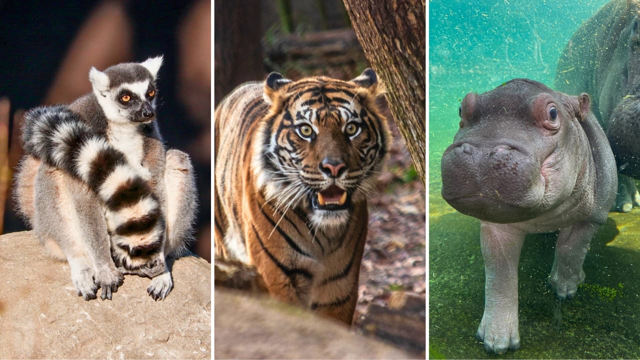 Guía completa para visitar el Zoológico de Dallas este verano (¡y ahorrar mucho!)