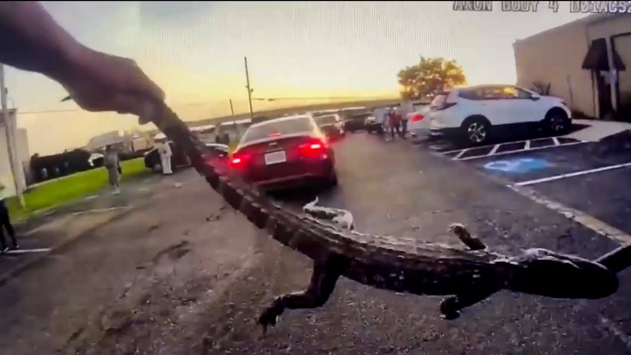 Atrapan a una cría de caimán bajo un carro frente a iglesia en Texas