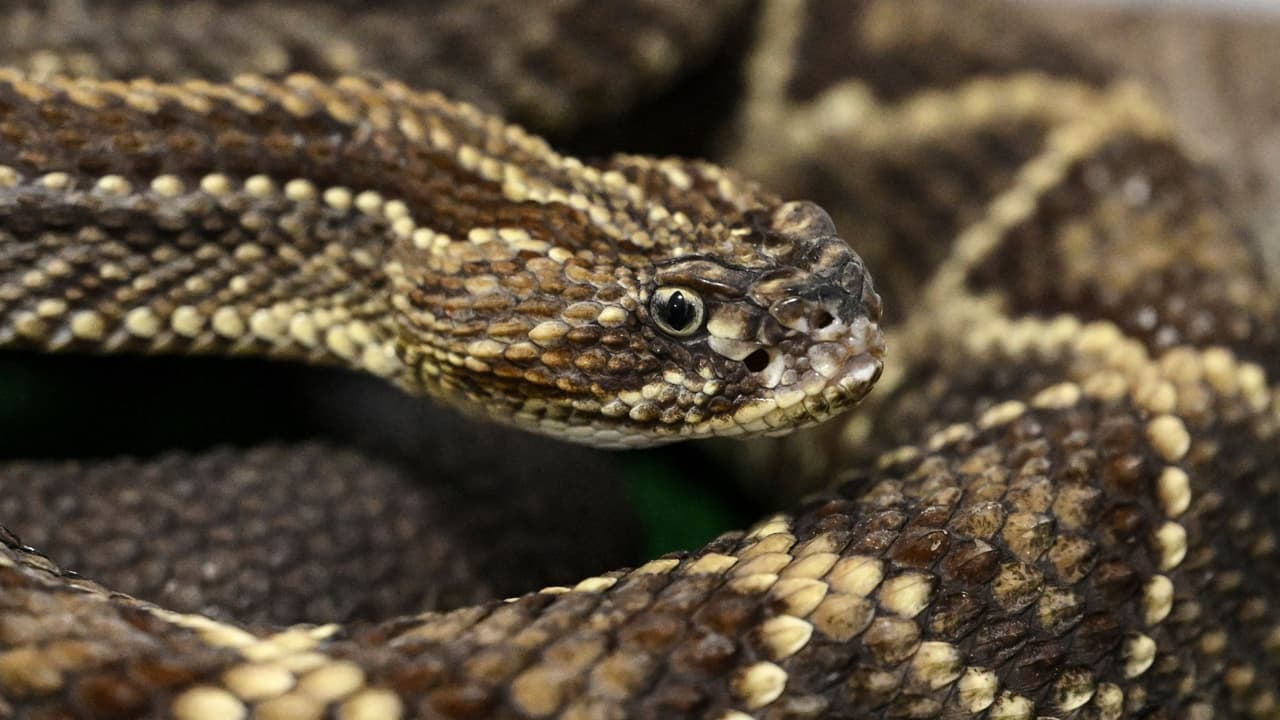 ¿Qué debes hacer si te muerde una serpiente venenosa? Te explicamos