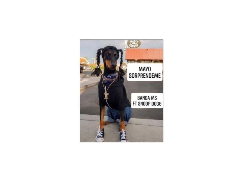 Como el de este perrito con peinado de Snoop Dogg.