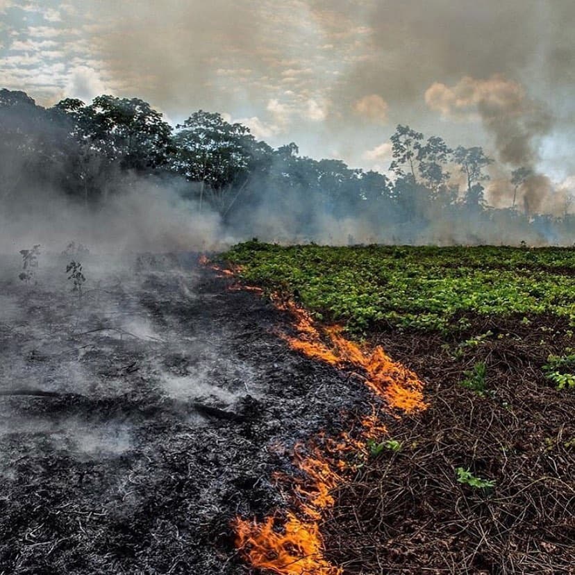 Las imágenes y videos que se han difundido a través de las redes sociales sobre los incendios en el Amazonas, han consternado a Remmy Valenzuela, Poncho Lizárraga y Belinda, quienes incitaron a apoyar a la causa.