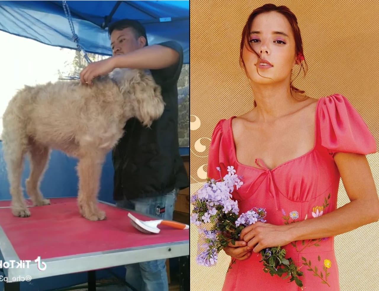 Majo Aguilar apoyó a un fan que dejó todo para poner su estética canina.