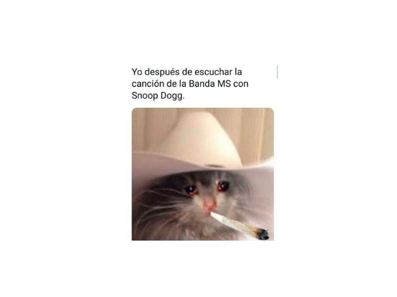 Los gatitos también formaron parte de los memes que inundaron el internet.