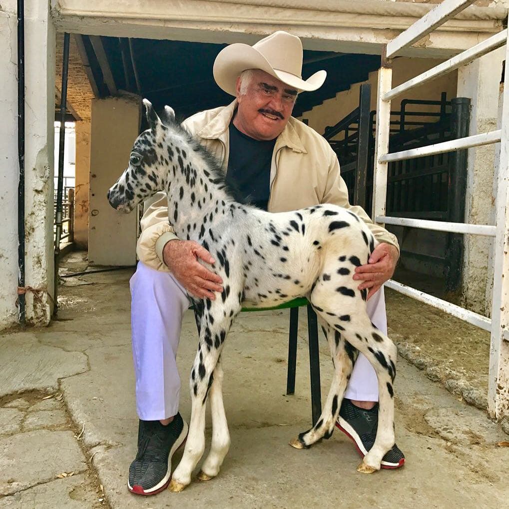 Vicente Fernández también tiene una larga historia en el mundo del cine, ha aparecido en más de 30 películas desde los años 70. Cintas como 'El diablo, el santo y el tonto' o 'La Ley del Monte' forman parte de este repertorio.