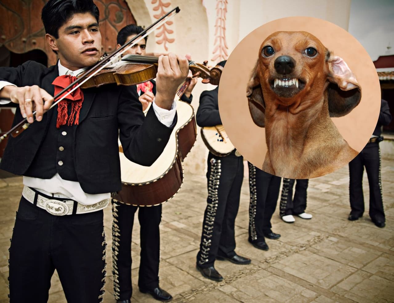 Mariachi es asustado por un perro mientras tocaba en una fiesta.